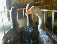 Geese await feeding.JPG